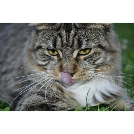 - Framed Art For Your Wall Maine Coon Cat Mackerel Cat Face Cat Maine Coon 10x13 Frame