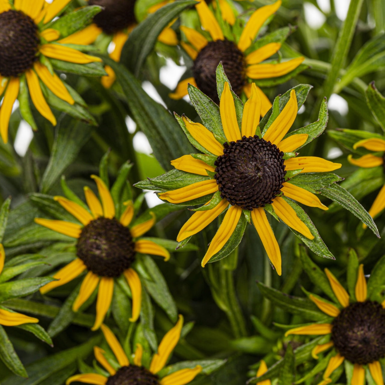 Better Homes & Gardens 2QT Yellow Rudbeckia Live Perennial Plant Sun 3-Pack