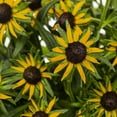 thumbnail image 3 of Better Homes & Gardens 2.5QT Yellow Rudbeckia Live Perennial Plant Sun 3-Pack, 3 of 6