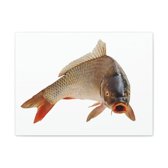 Carp Hunting Carp on Hunt Print Animal Wall Art Wildlife Canvas Prints Wall Art Ready to Hang Unframed