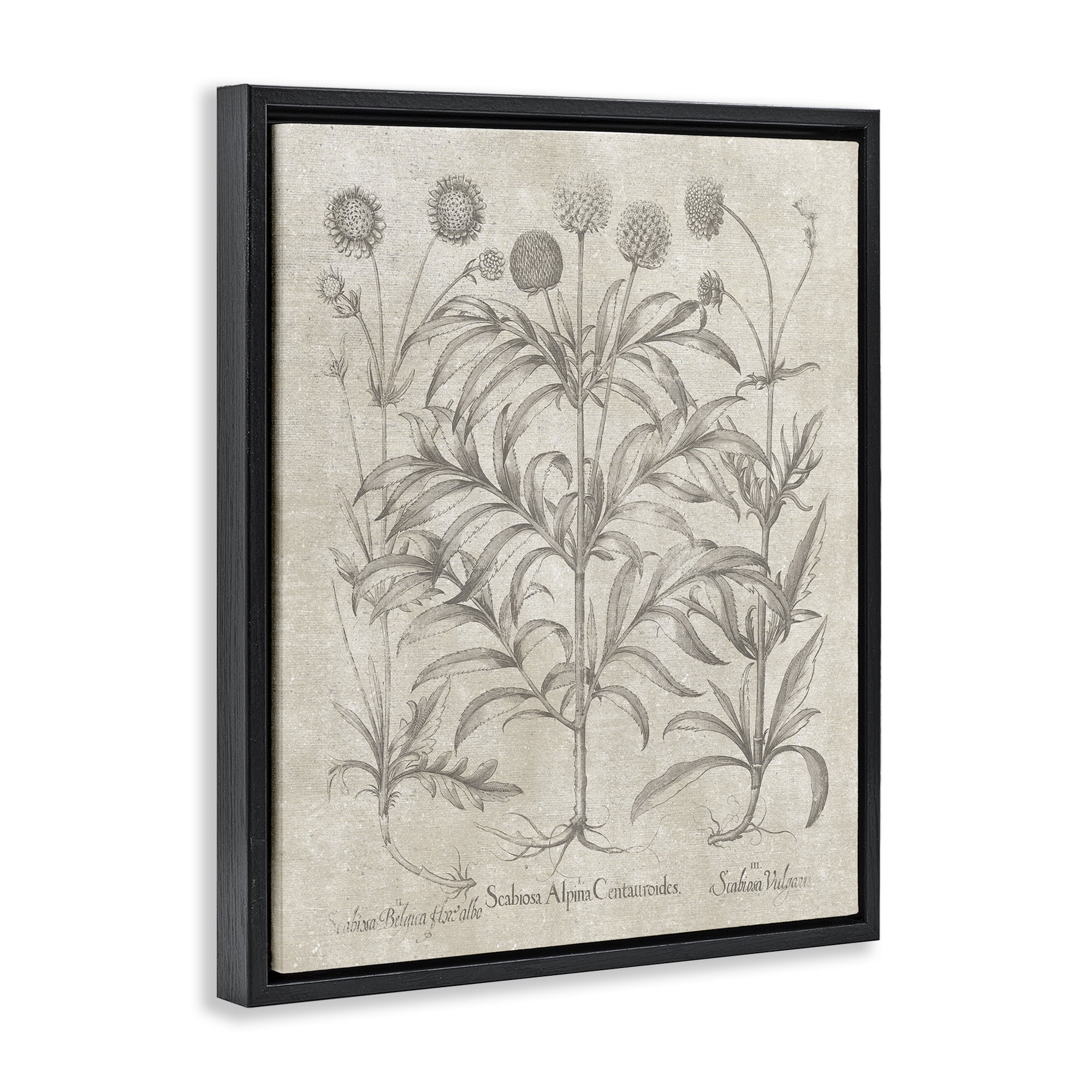 Stupell Industries Vintage Plant Life Botanical & Floral Painting Black Floater Framed Art Print Wall Art, 25 x 31