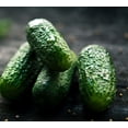 thumbnail image 3 of Sweet Burpless Cucumber Seeds/ Annual/ Full Sun/ 3800 Seeds 1/4lb/ Zellajake Farm and Garden- B48, 3 of 5