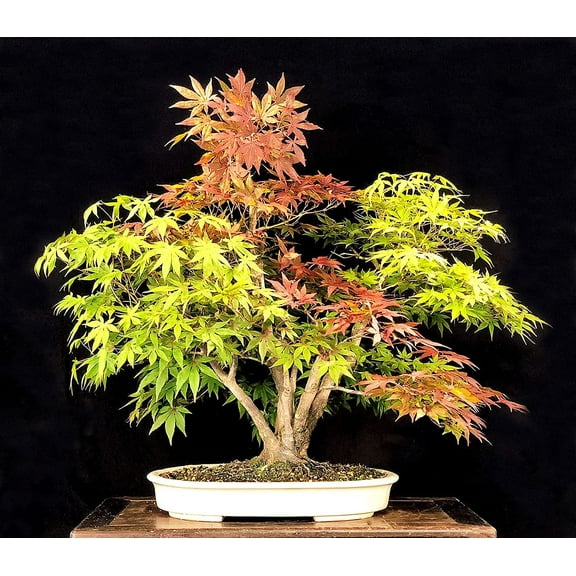 Bonsai Tree Seeds, Trident Maple | 20  Seeds | Highly Prized for Bonsai, (Acer buergerianum) 20 Seeds