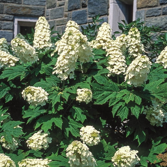Direct Gardening Snow Queen Oakleaf Hydrangea Dormant Bare Root White Flowering Starter Shrub