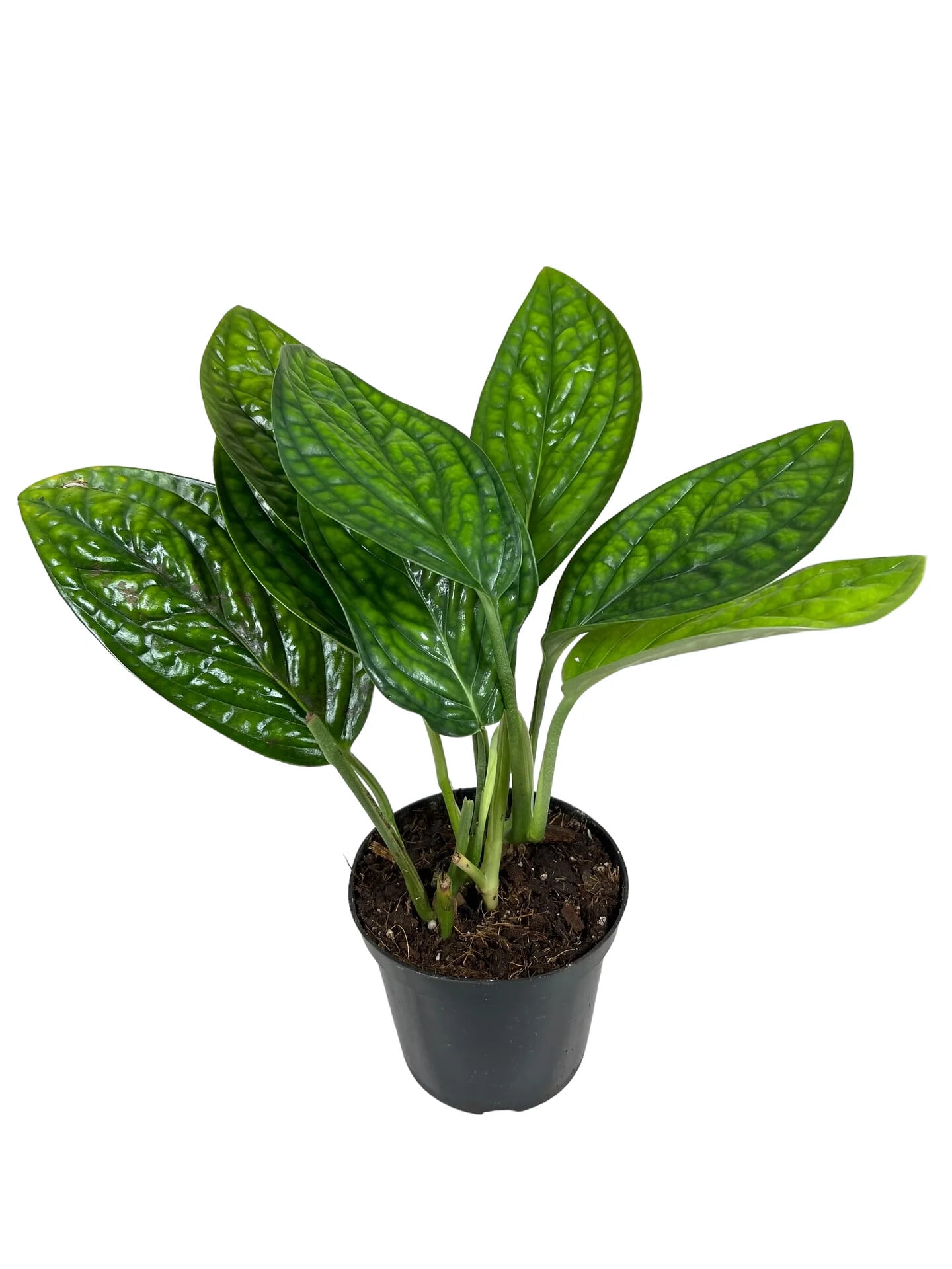 ⭐ GARDENERA Monstera Peru Plant Soil Mix - Monstera Karstenianum - Expertly Formulated for Strong and Healthy Roots - 3 Quart