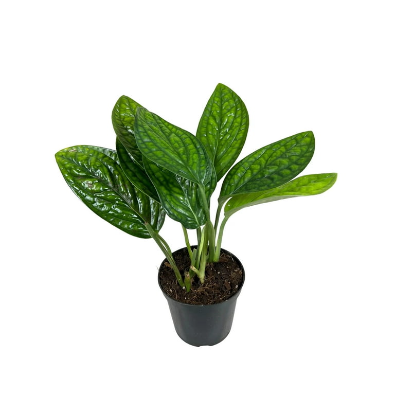 Premium Monstera Peru Plant Care Soil Mix - Handcrafted Karstenianum Soil Mix for Optimal Nutrient Balance - 10 Quart 5 QT