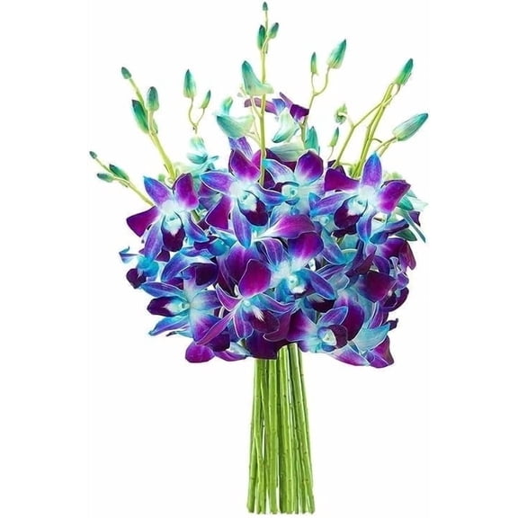 KaBloom : Bouquet of Fresh Blue Orchids, Next-Day Delivery, Gift for Every Occasion.