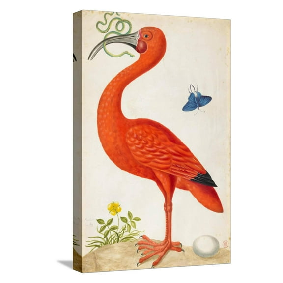 Art.com Curlew Catesby (or Scarlet Ibis) Stretched Canvas Print Wall Art by Maria Sibylla Merian, 12" x 18"