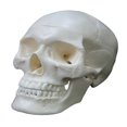 thumbnail image 1 of Modelo de esqueleto de cabeza anatómico humano adulto de tamaño natural Modelo anatómico de cráneo humano, 1 of 5