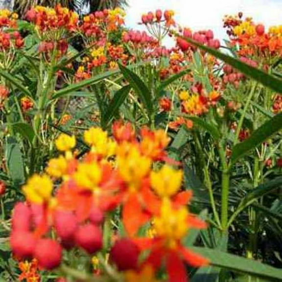 Mexican Butterfly Weed Seeds - Tropical Milkweed Wildflower Seed - 2000 Seeds