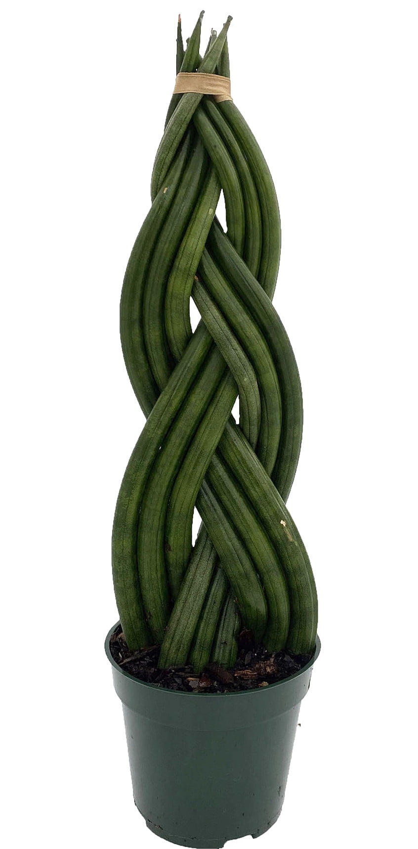 Giant Braided Dragon Fingers Snake Plant Almost