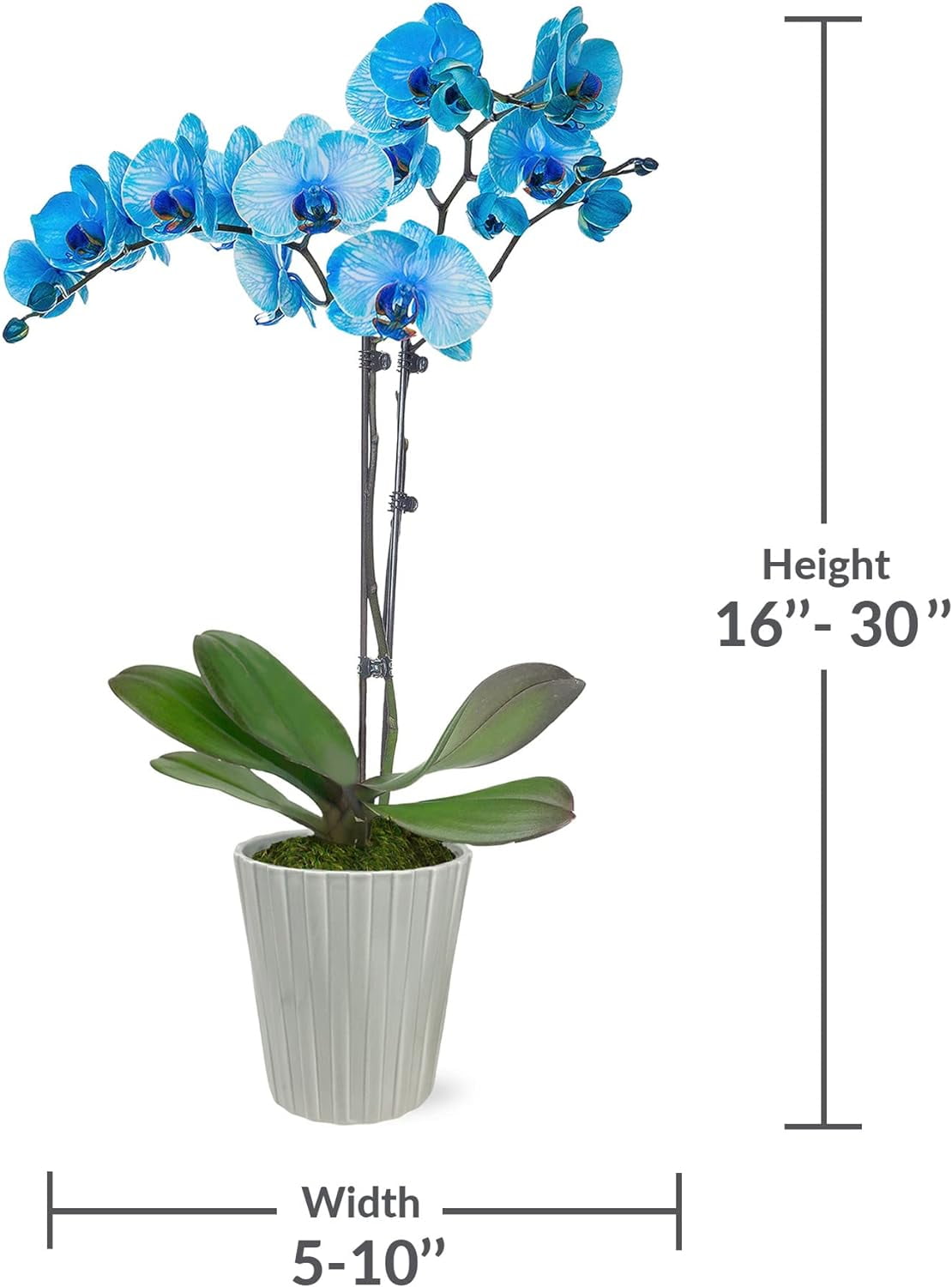 Just Add Ice 16-30" Watercolor Blue Premium Orchid Live Plant in 5" Grey Ceramic Pot, House Plant
