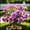 F, variant on Desert Rose, Low Maintenance - Easy Grow - Ideal for Beds Borders, Plant Pots & Planters