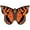 Orange, variant on X-Kites Butterfly/PaPillon 28" Nylon Kite (Purple)