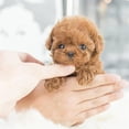 thumbnail image 4 of Milow - My Realistic Robot Puppy, Milow Robot Puppy, Plush Toy Dog Robot Puppy - Walking, Barking, Tail Wagging, Walking Dog Toy (Brown), 4 of 7