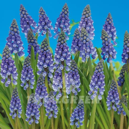 RedCrocus Grape Hyacinth Dark Blue-Hardy perennial for spring gardens  250 in  Box