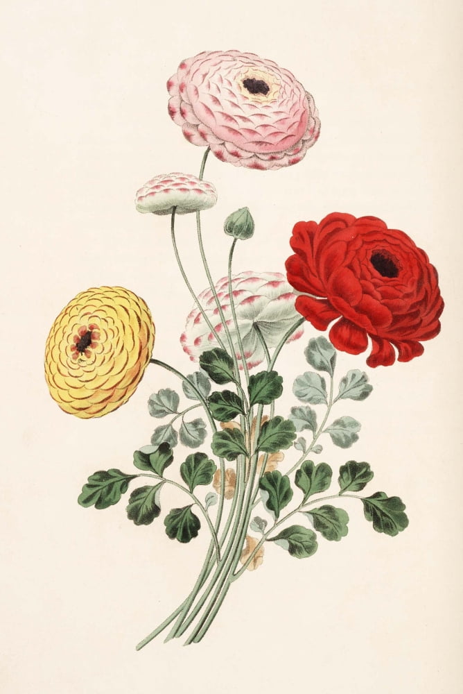 Groups Of Flowers 1