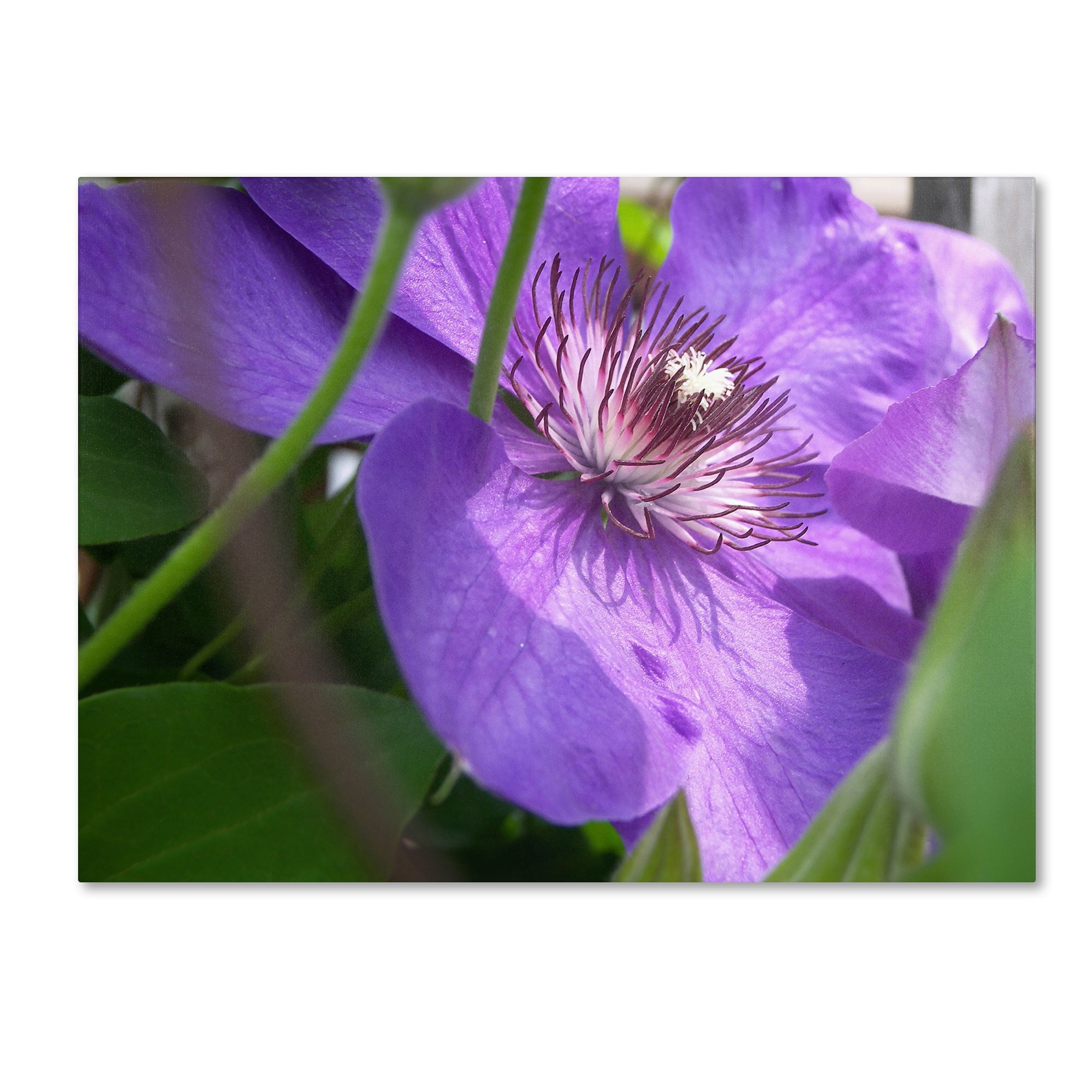 Trademark Fine Art "Meaningful Bliss" Canvas Art by Monica Fleet