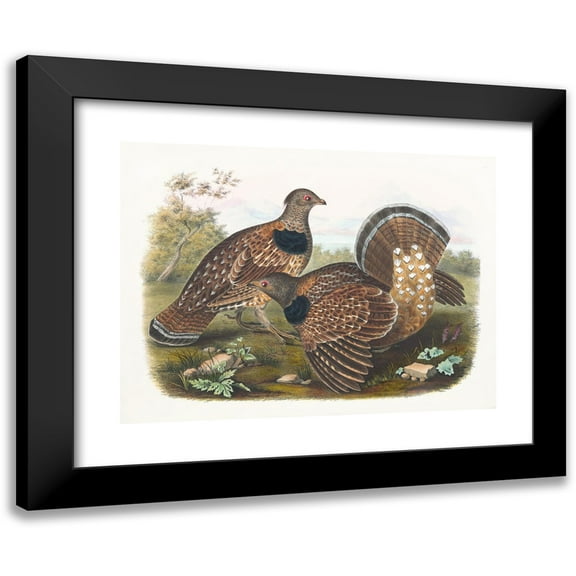 Daniel Giraud Elliot 14x11 Black Modern Framed Museum Art Print Titled - Sabine's Grouse (1865)