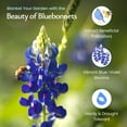 thumbnail image 2 of Texas Bluebonnet Seeds, 750+ Wildflower Seeds, Texas State Flower - Created By Nature, 2 of 6