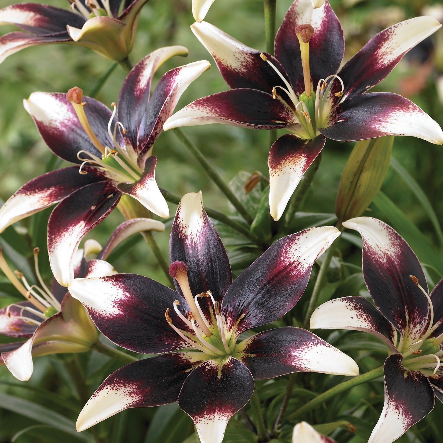 Van Zyverden Lilies Day & Night Collection Set of 12 Bulbs Multicolor Partial Sun Perennial Easy to Grow 2 lbs