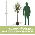 thumbnail image 2 of Blackbox Árbol de Olivo Artificial Grande 150 CM Premium con Aceitunas Decorativas, Tronco de Apariencia Natural, Decoración para Sala, Oficina y Hogar, 2 of 6