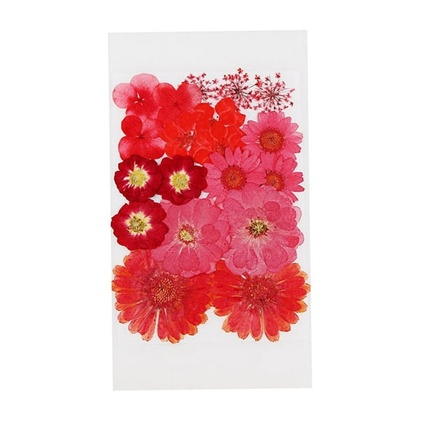 1 bolsa de flores de hojas secas prensadas, margaritas de colores para manualidades Rojo 19Pcs