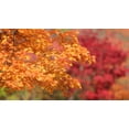 thumbnail image 4 of 25 SUGAR MAPLE Syrup TREE Native Rock Fall Color Acer Saccharum Seeds, 4 of 11