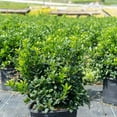thumbnail image 5 of Dwarf Burford Holly - 3 Gallon Pot, Live Evergreen Shrub, Fragrant Flowers, Full/Part Sun, Outdoor, 5 of 6