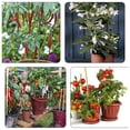 thumbnail image 2 of Clips para Plantas de Jardín Gran Tamaño, Soporte Tallo Orquídea, Herramienta Sujeción Ramas Paquete Atado con Flores, Verduras Vid, 2 of 5