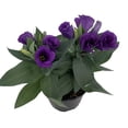 thumbnail image 3 of Purple Eustoma Lisianthus - 6" Pot - Rose-like Blooms - Live Plant, 3 of 3