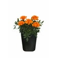 thumbnail image 2 of Expert Gardener 1Pt Marigold Assorted Colors Live Plant Grower Pot Full Sun, 2 of 28