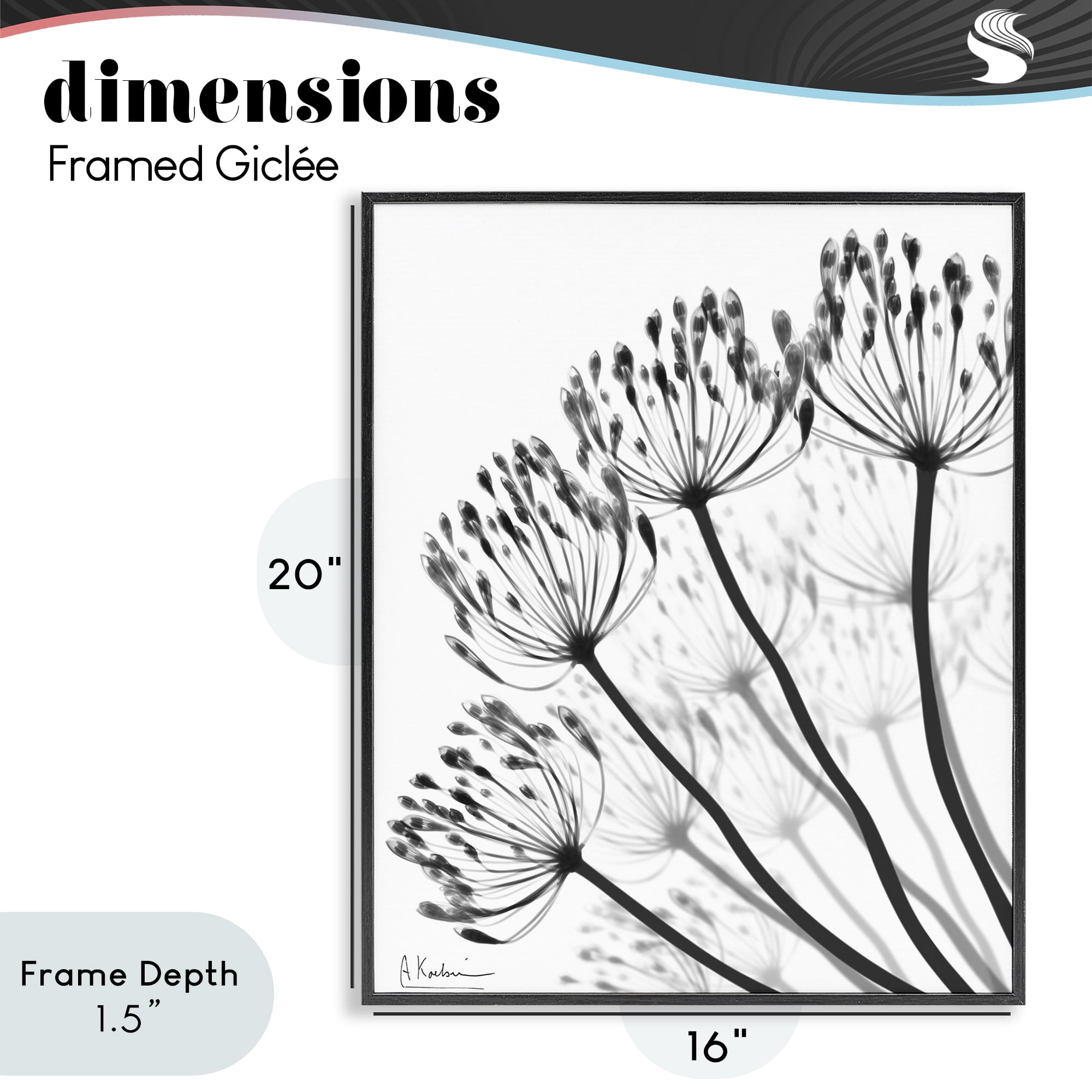 Stupell Industries Floral Fan Dandelions Black Framed Giclee Art, design by Albert Koetsier