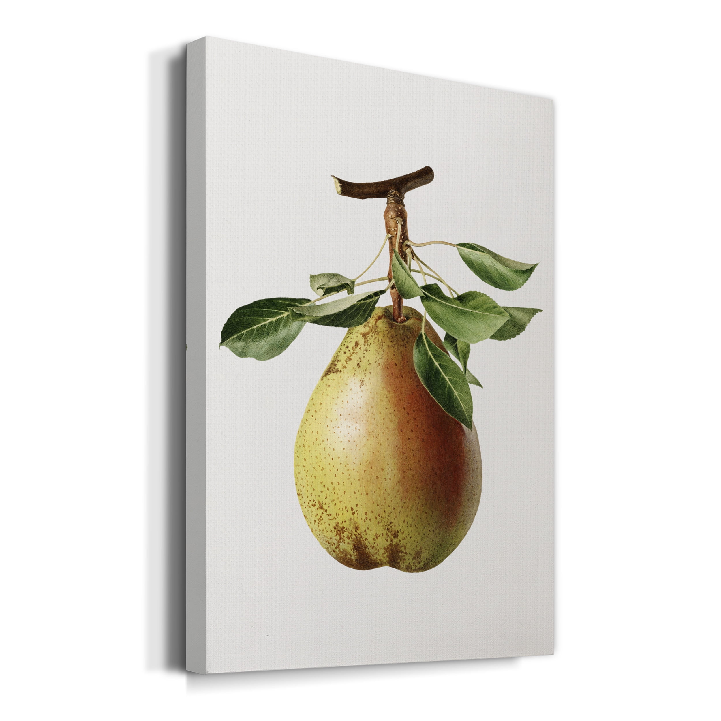 Vintage Pear Illustration II Premium Gallery Wrapped Canvas - Ready to Hang - 40 x 60