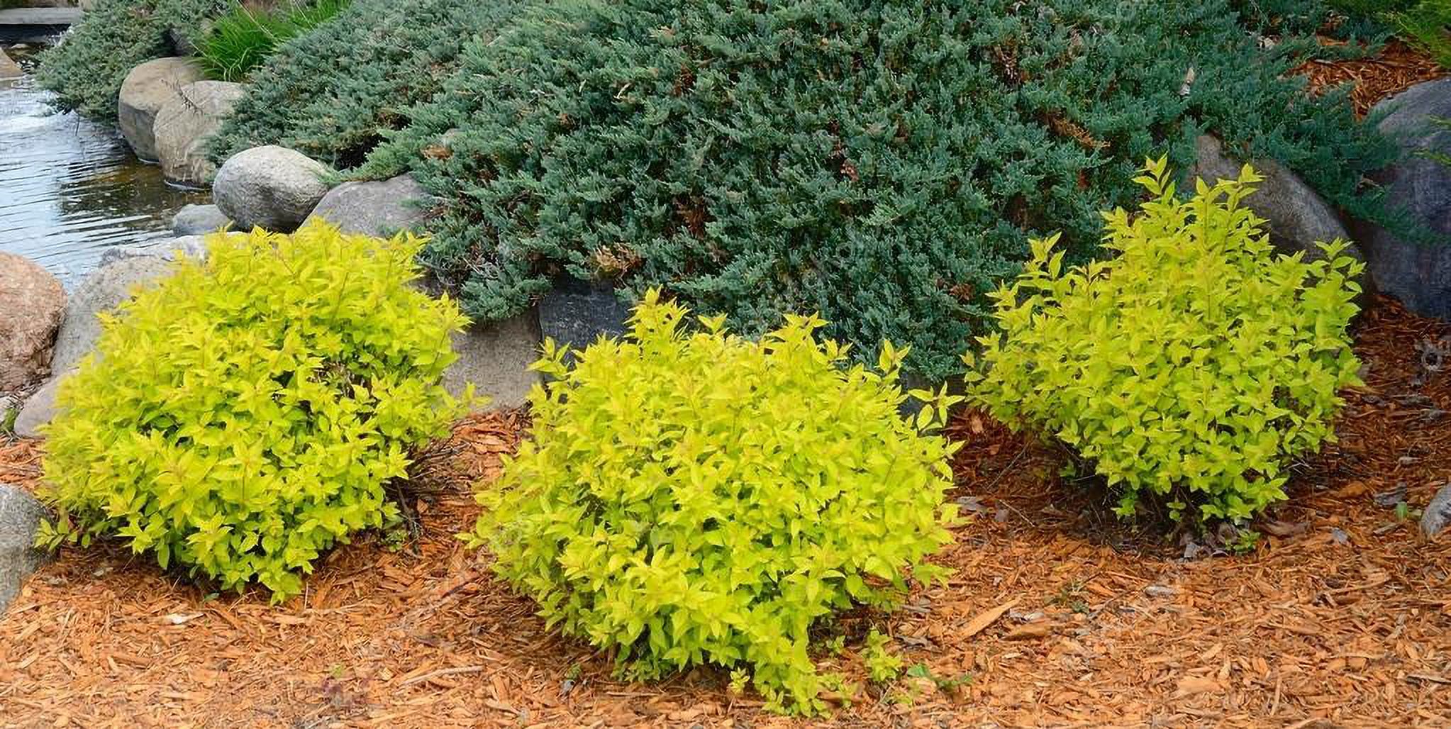 Expert Gardener 3.25G Spirea Goldmound Live Plants Full Sun Pink