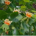 thumbnail image 2 of Tulip Tree Live Plant 18-24" Tall in Quart Pot - Liriodendron Tulipifera - Tulip Poplar Tree - Yellow Poplar - Ornamental Tree for Outdoor Garden, 2 of 5