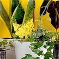 thumbnail image 2 of QARUN 64 Pcs Sticky Traps for gnat,Yellow Sticky Fruit Fly Traps for Indoors Plants,Indoor Safe for Gnat,Fruit Fly,White Fly,Aphid,Leaf Miner, 2 of 7