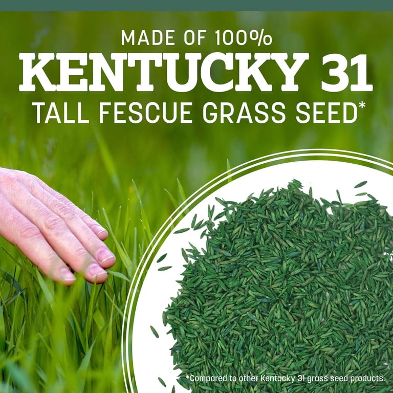 Free Shipping! Pennington Kentucky 31 Tall Fescue Grass Seed, Sun