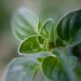 thumbnail image 5 of Greek Oregano Live Plant, Indoor Herb Garden Starter, Edible Flavorful Herb (4 Inch Tall), 5 of 5