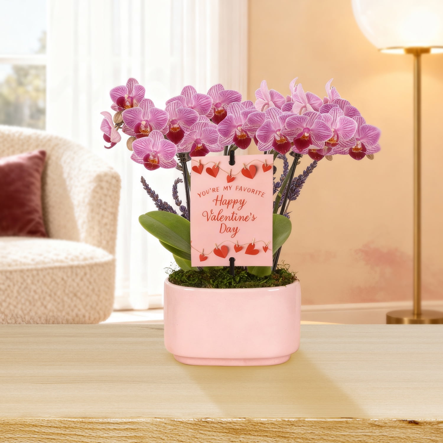 4IN Mini Pink Orchid Planter with Lavender (VDAY Edition) – Pink Jan Pot – “Favorite Valentine” Pick