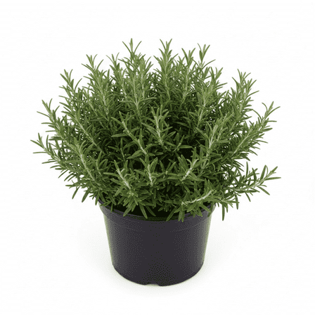 Rosemary Live Plant, Rosemary Plants in Pot, 6 to 8 Inches Starter Plant, Edible and Fragrant Herbs for Indoor Growing