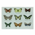 thumbnail image 1 of Butterfly Cutting Board, Watercolor Style Spring Insects Urania Helius Saturnia Pavonia Animal Design, Decorative Tempered Glass Cutting and Serving Board, Small Size, Multicolor, by Ambesonne, 1 of 1