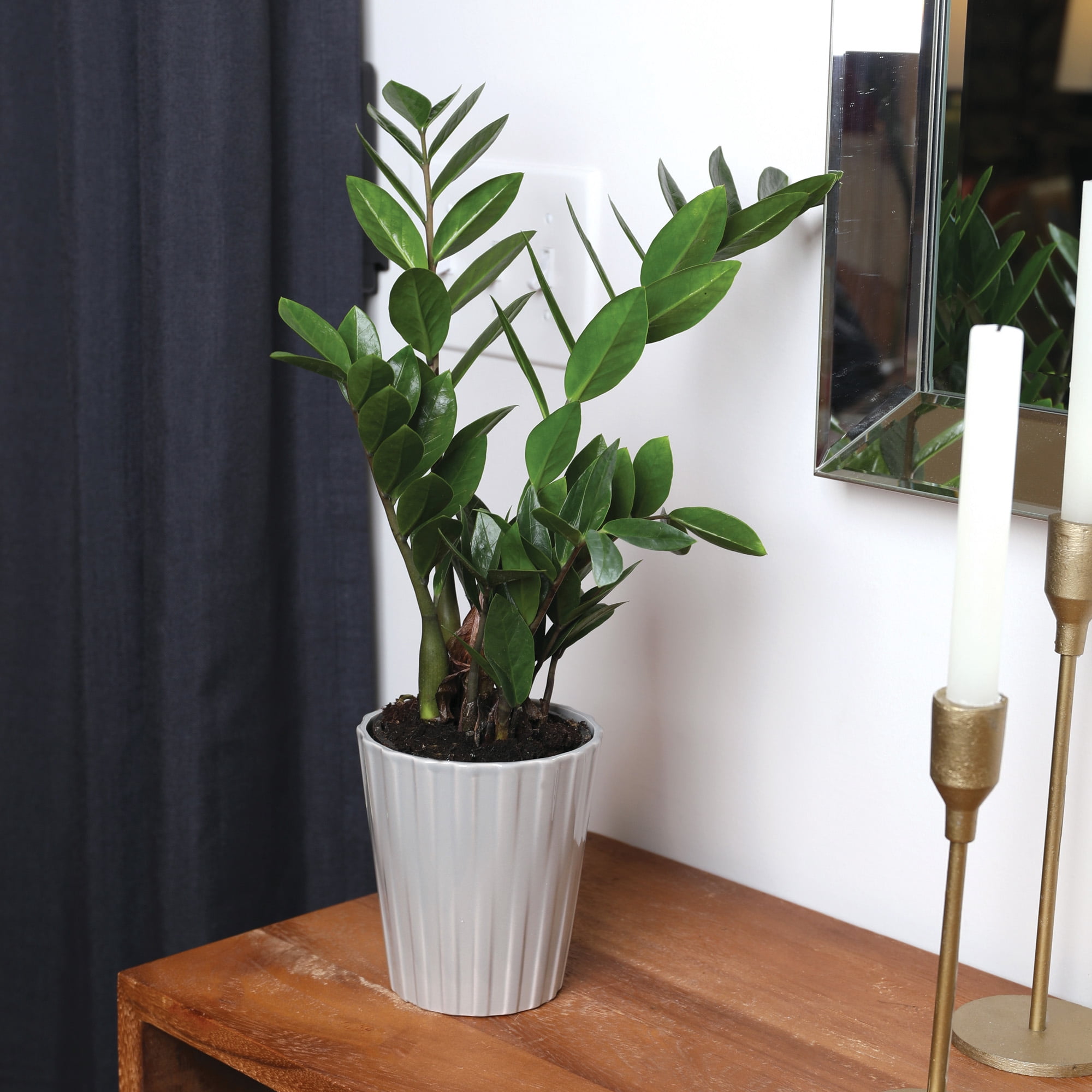Wild Interiors 13-16" Zamioculcas ZZ Live Plant in 5" Grey Ceramic Pot, House Plant