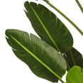 thumbnail image 6 of Vickerman 7' Artificial Potted Travellers Palm Tree., 6 of 12