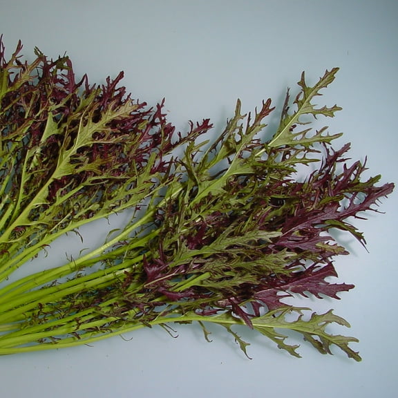 Mustard Seeds - Ruby Streak - 2 g Packet ~1000 Seeds - Non-GMO, Heirloom - Vegetable Garden, Microgreens & Herb Gardening