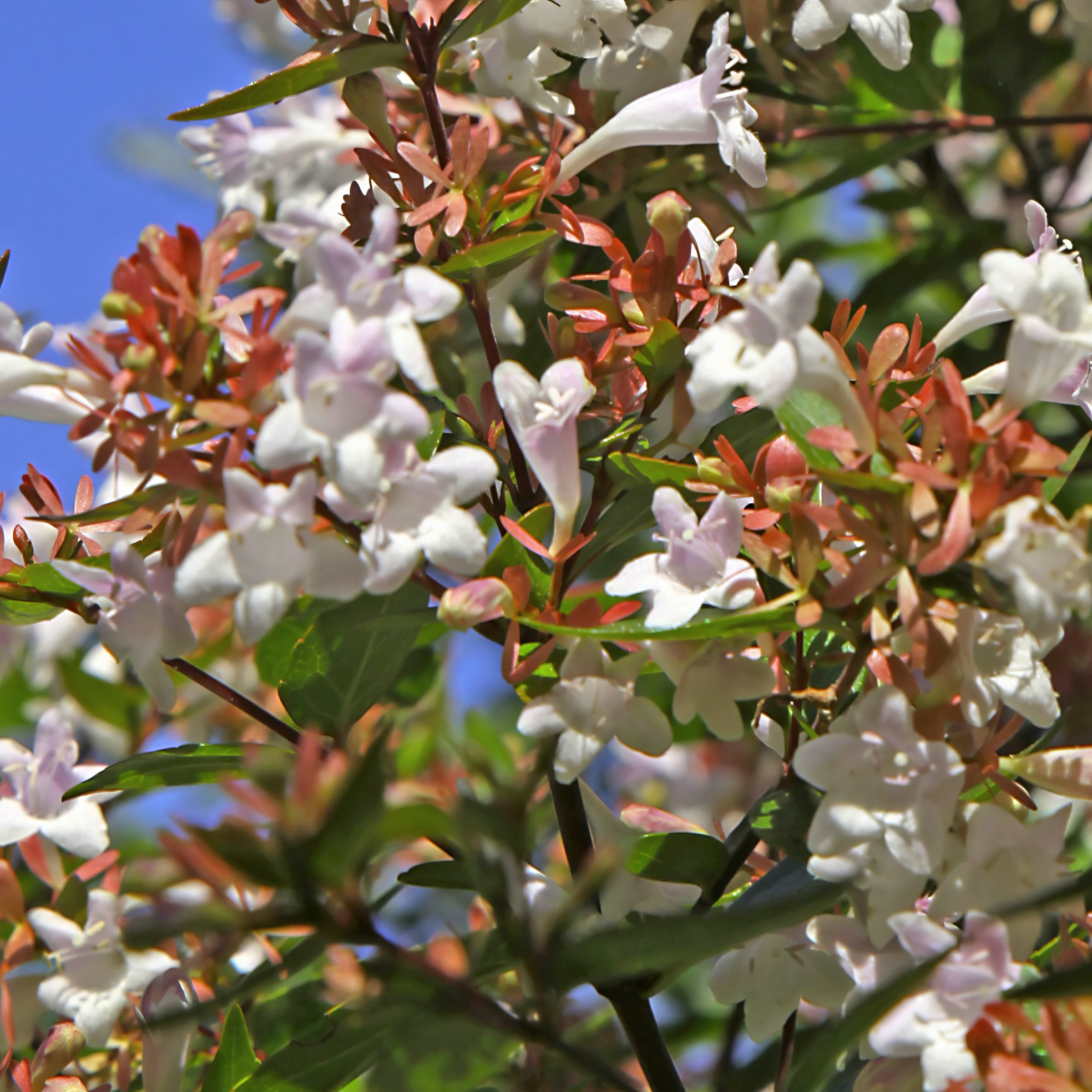 2.25 Gal. Abelia Rose Creek Flowering Shrub With White Blooms