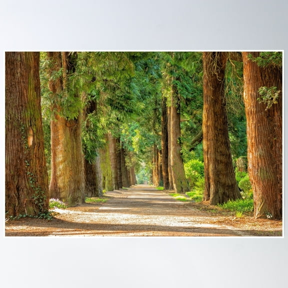 Tree Lined Avenue On The Forest Trail Path Poster Wall Art, Modern Wall Decor, 8x12 UNFRAMED