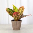 thumbnail image 2 of Live Petra Croton Plant - Colorful Foliage - 4" Decorative Pot Cover - Thorsen's Greenhouse, 2 of 5