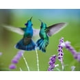 thumbnail image 2 of Fitzharris, Tim 32x26 Black Ornate Wood Framed with Double Matting Museum Art Print Titled - Green Violet T-Ear Hummingbird, 2 of 4