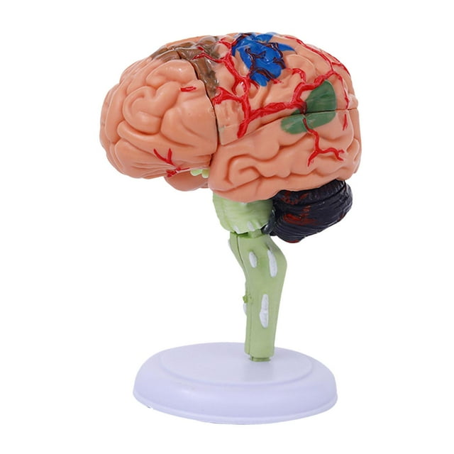 Modelo anatómico desmontado 4D, modelo de cerebro humano, figura de escritorio de anatomía, rompecabezas para aula, biología, aprendizaje, estudio,